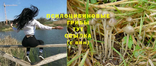 прущие грибы Аркадак