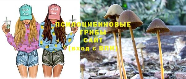 прущие грибы Аркадак